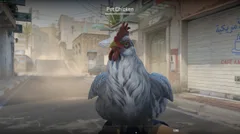 CS3NEWS CHICKEN 1